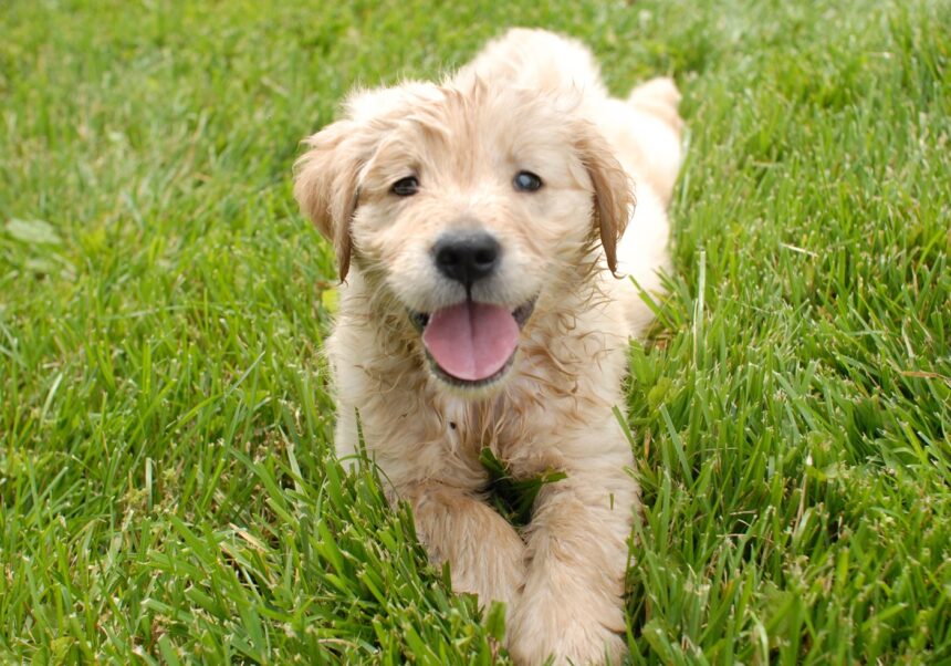 barbatul care a schingiuit un catel in navodari a fost retinut si este propus spre arestare 69403004cc45c