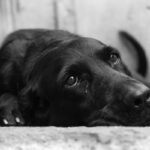 bestie cu chip de om un barbat din navodari care a batut crunt un catel este cercetat penal 693bdc806b1e1