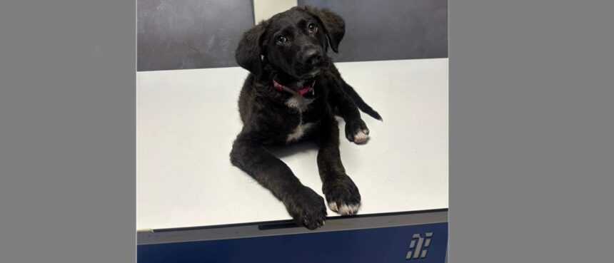 condamnare cu executare pentru cruzime asupra unui caine iata ce pedeapsa a primit un barbat de 71 de ani 694a4b818bf13