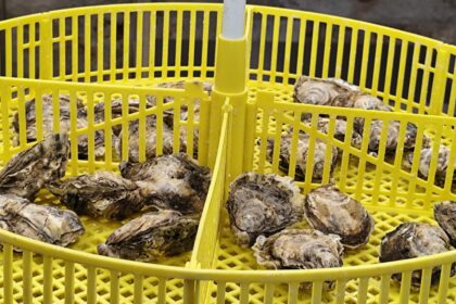 foto video stridiile japoneze crescute in marea neagra succesul rasunator al cercetatorilor de la incdm grigore antipa la bilantul pe 2025 acum avem si stridia romanesca crescuta la constanta 6942cbf20e7b9