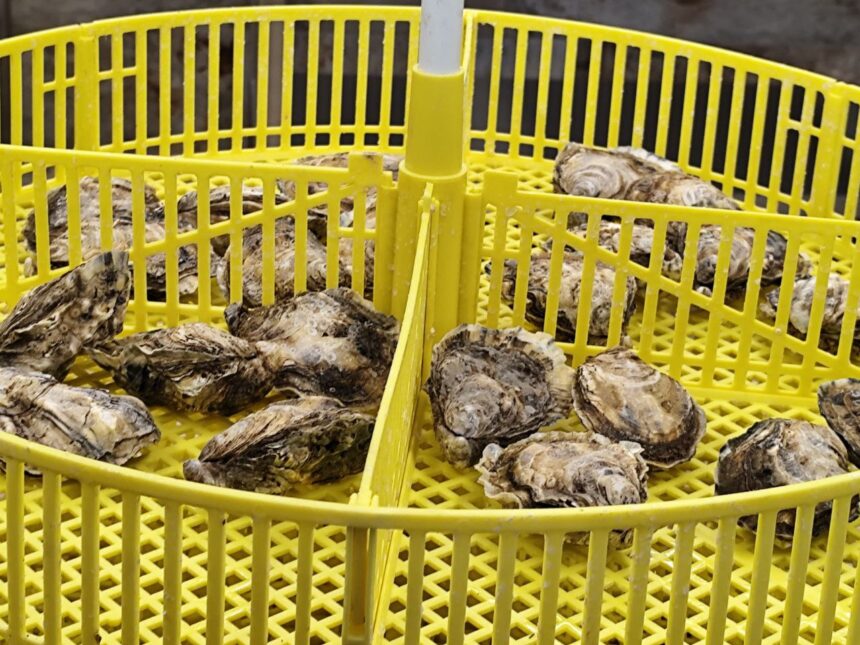 foto video stridiile japoneze crescute in marea neagra succesul rasunator al cercetatorilor de la incdm grigore antipa la bilantul pe 2025 acum avem si stridia romanesca crescuta la constanta 6942cbf20e7b9