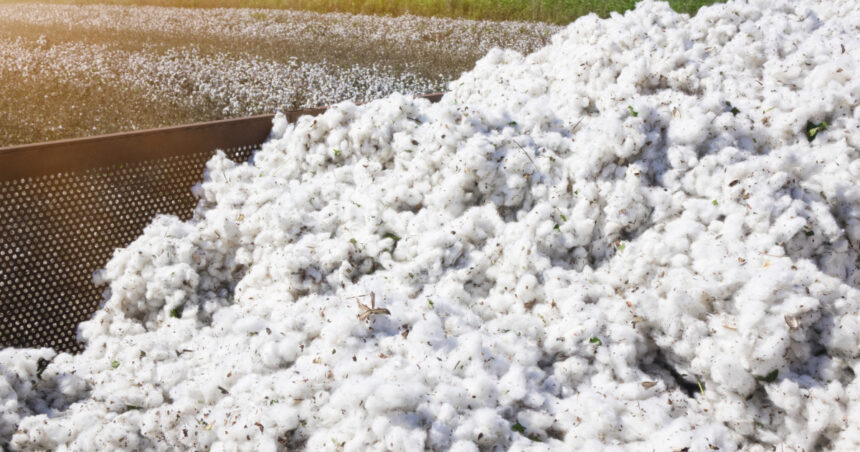 guvernul va achita o datorie veche de peste 30 de ani catre sua pentru un credit folosit la importul de bumbac 6944170d96ccf