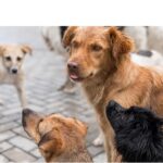 investitie de 150 000 de euro pentru primul incinerator ecologic cu parc memorial din judetul constanta pentru animale de companie 69310db4433dc