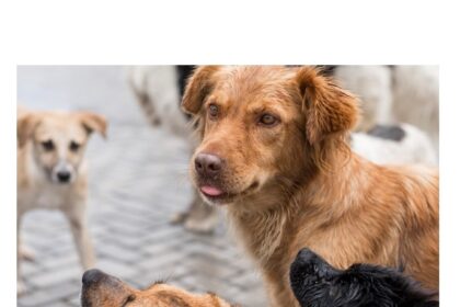 investitie de 150 000 de euro pentru primul incinerator ecologic cu parc memorial din judetul constanta pentru animale de companie 69310db4433dc