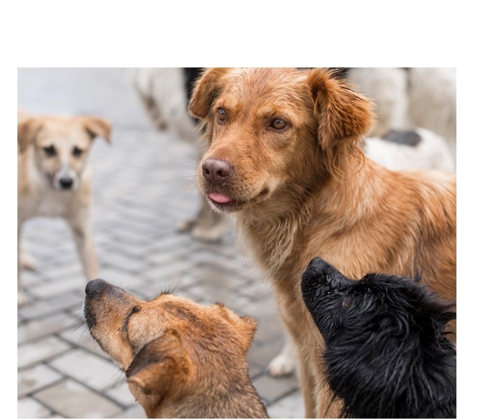 investitie de 150 000 de euro pentru primul incinerator ecologic cu parc memorial din judetul constanta pentru animale de companie 69310db4433dc