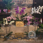 mormantul lui mircea cel batran de la cozia redeschis dupa 100 de ani care este motivul 693a9216dd7bd