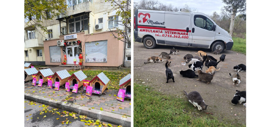 mos craciun le a adus pisicutelor din mangalia casute noi acest gest inseamna dragoste fata de prietenii nostri necuvantatori 694c11052c005