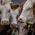 proteste in franta autostrazi blocate si gunoi imprastiat dupa sacrificarea bovinelor din cauza unui focar 693d7d35194f9