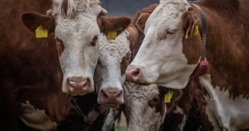 proteste in franta autostrazi blocate si gunoi imprastiat dupa sacrificarea bovinelor din cauza unui focar 693d7d35194f9