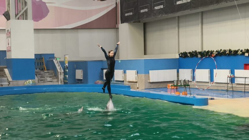 spectacole marine de neuitat delfinii fascineaza publicul in sarbatori cu tumbe picturi si saluturi care incanta constantenii 694fbb7e50b01