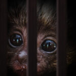 traficul cu animale vii a atins noi recorduri comertul ilegal cu specii salbatice ajunge la 20 de miliarde de dolari pe an 693a85b248119