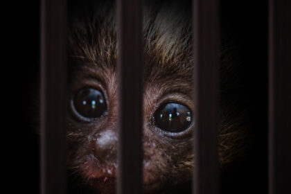 traficul cu animale vii a atins noi recorduri comertul ilegal cu specii salbatice ajunge la 20 de miliarde de dolari pe an 693a85b248119