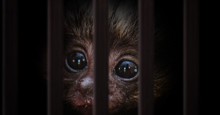 traficul cu animale vii a atins noi recorduri comertul ilegal cu specii salbatice ajunge la 20 de miliarde de dolari pe an 693a85b248119