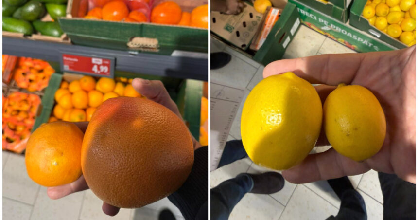 video avertisment de la directorul anpc in romania sunt vandute portocale si lamai care ar trebui date la porci 6947e2761328f