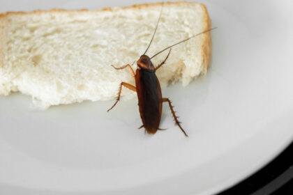 video insecte filmate in baia unui spital din sebes managerul unitatii sanitare a fost vorba despre un singur gandac un pui 6943f886864d0