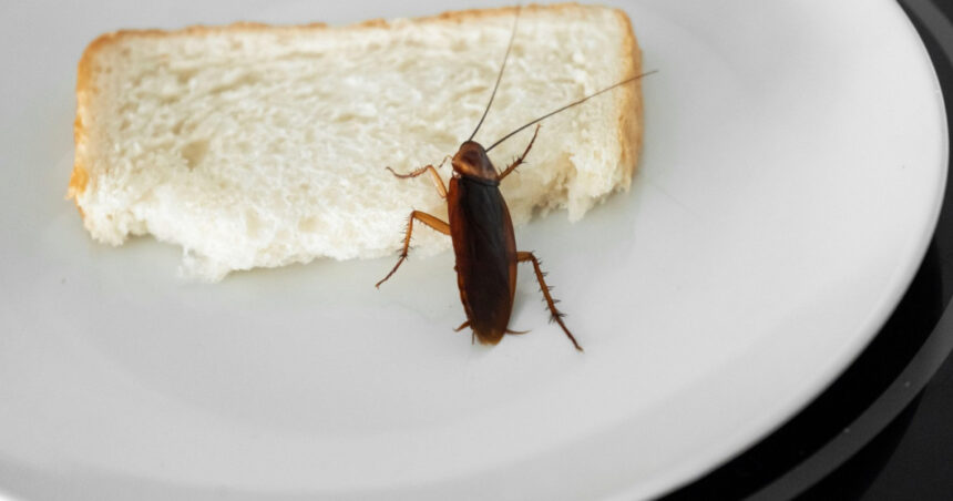 video insecte filmate in baia unui spital din sebes managerul unitatii sanitare a fost vorba despre un singur gandac un pui 6943f886864d0