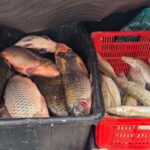 video peste alterat scos la vanzare pe o strada din localitatea 2 mai acuza jandarmii 69382e6e72fb2