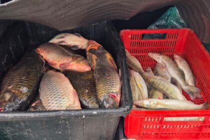 video peste alterat scos la vanzare pe o strada din localitatea 2 mai acuza jandarmii 69382e6e72fb2