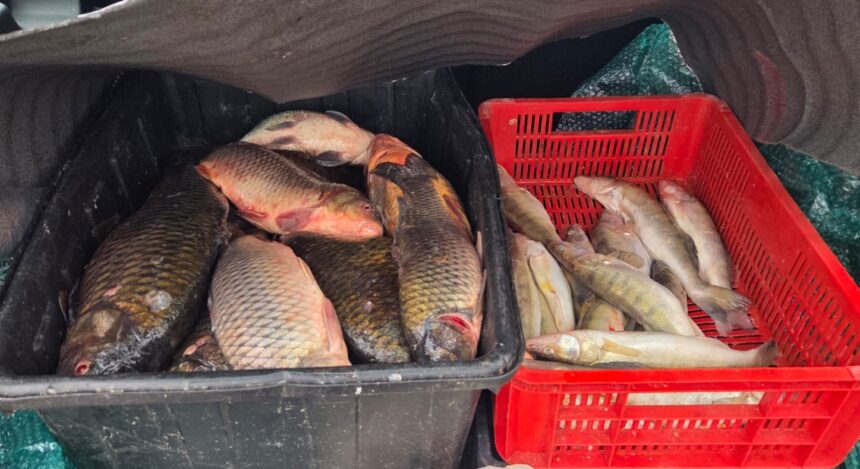 video peste alterat scos la vanzare pe o strada din localitatea 2 mai acuza jandarmii 69382e6e72fb2