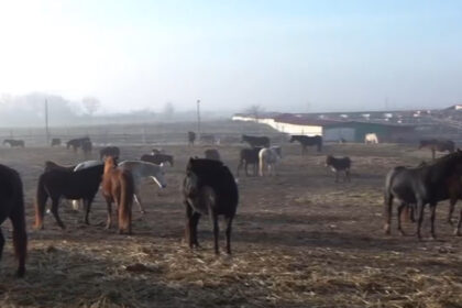 video situatie dramatica la un adapost de cai din dolj sute de animale sunt in pericol sa moara de foame 694511b7172e0