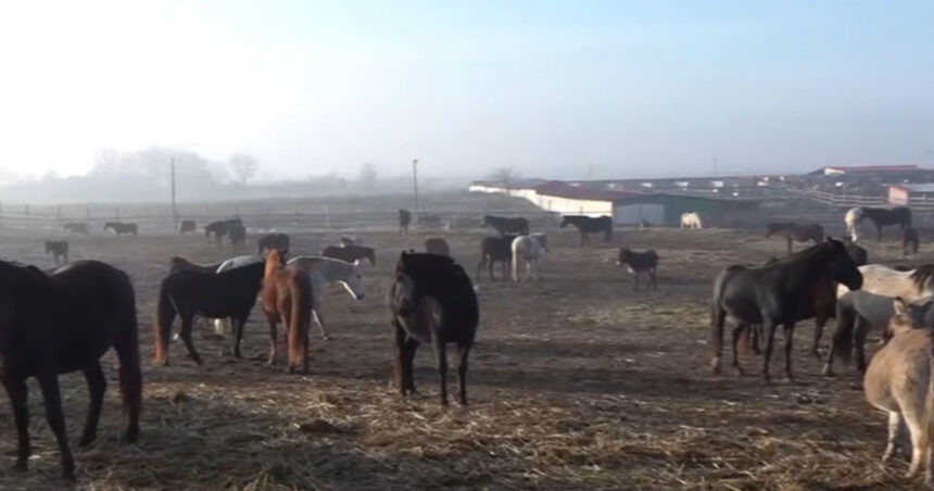 video situatie dramatica la un adapost de cai din dolj sute de animale sunt in pericol sa moara de foame 694511b7172e0