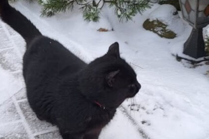 video situatie inedita in parlamentul din lituania o pisica ar putea decide viitorul postului public de radioteleviziune 69470bf398a92