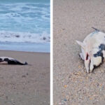 video spectacol trist pe plaja din eforie pui de delfin adus fara viata la mal 6936f1fa70882