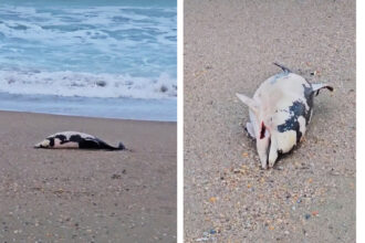 video spectacol trist pe plaja din eforie pui de delfin adus fara viata la mal 6936f1fa70882