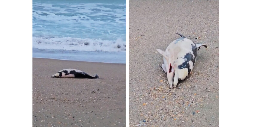 video spectacol trist pe plaja din eforie pui de delfin adus fara viata la mal 6936f1fa70882