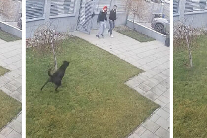 video viral colindatori imprudenti intampinati de cainele de paza daca erau copiii nu ai voie sa intri in curtea omului 694ebaf91c17d