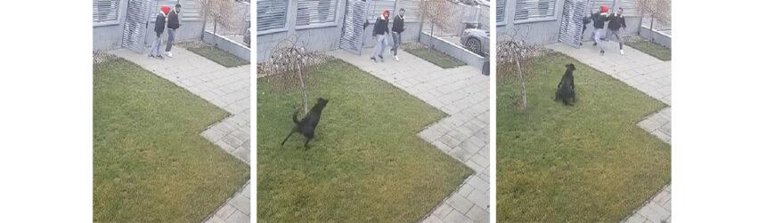 video viral colindatori imprudenti intampinati de cainele de paza daca erau copiii nu ai voie sa intri in curtea omului 694ebaf91c17d