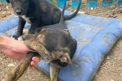 campania adopta un catel continua la constanta 6974a307ee28d