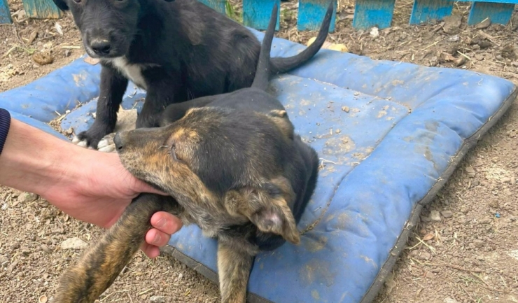 campania adopta un catel continua la constanta 6974a307ee28d