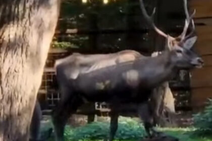 cerb carpatin sanatos gasit mort la gradina zoologica din targu mures ce avea animalul in sistemul digestiv 696a76d388617