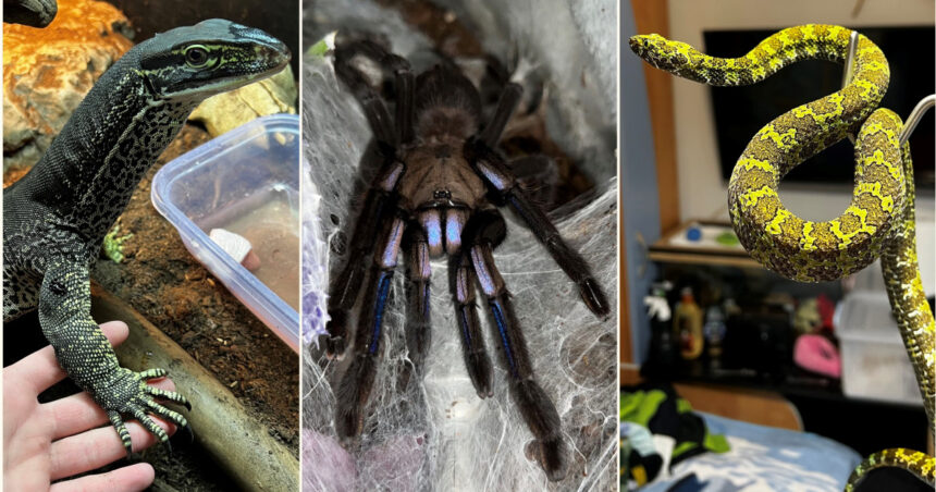 crescatorie ilegala de reptile cu vipere veninoase serpi si tarantule descoperita intr un apartament din bihor 696905c2b9d5c