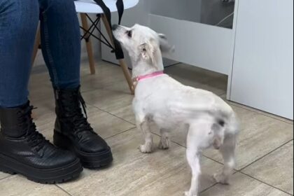 detalii din dosar razbunare socanta un barbat a ucis doi caini mici dupa ce fiul sau s a impiedicat de ei cu bicicleta 69658091caee0