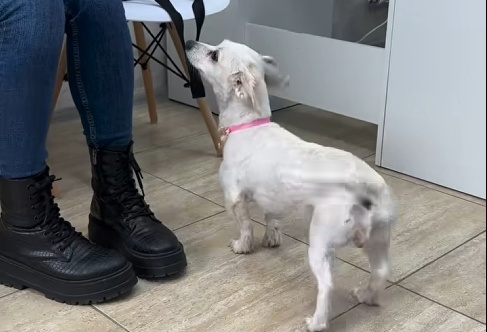 detalii din dosar razbunare socanta un barbat a ucis doi caini mici dupa ce fiul sau s a impiedicat de ei cu bicicleta 69658091caee0