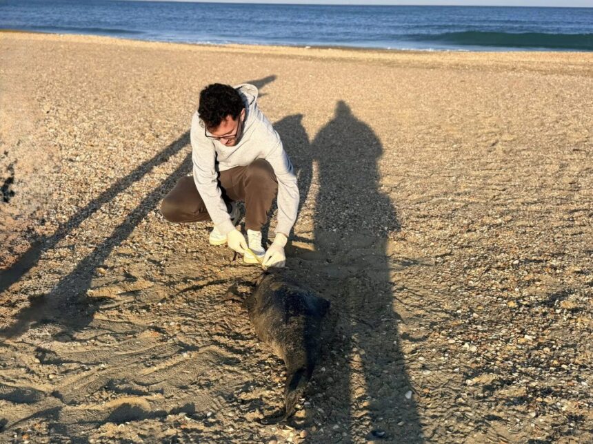 doi delfini au fost gasiti decedati pe plajele litoralului romanesc in primele zile ale anului 695eb72a12287