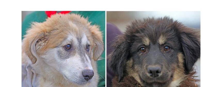 doi puiuti max si bruno asteapta sa fie luati acasa la caldura ii puteti gasi in adapostul din constanta 69773aa1991e4