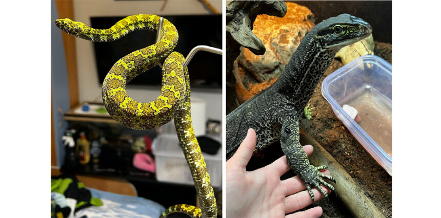 foto crescatorie ilegala de serpi varani testose si tarantule muscatura uneia dintre vipere este mortala 6969157719e69