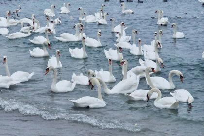 foto video spectacol la malul marii in eforie sud zeci de lebede vin pe plaja unde sunt hranite de localnici 6974ebeca109f