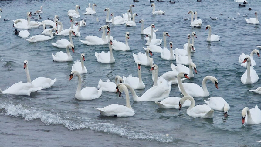 foto video spectacol la malul marii in eforie sud zeci de lebede vin pe plaja unde sunt hranite de localnici 6974ebeca109f
