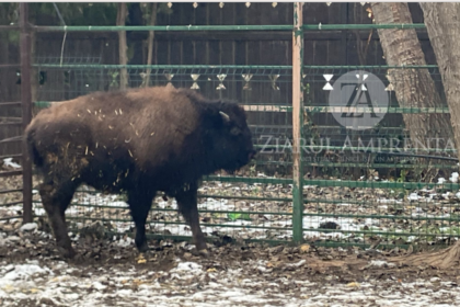 foto video un pui de bizon de 7 luni noua atractie a complexului muzeal pentru stiinte ale naturii constanta 6970f07c6a51d