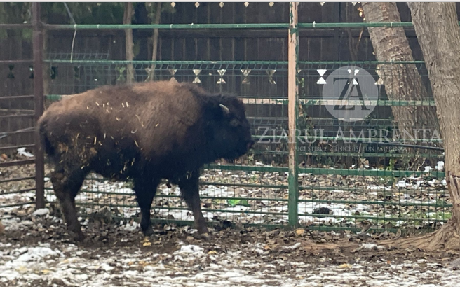 foto video un pui de bizon de 7 luni noua atractie a complexului muzeal pentru stiinte ale naturii constanta 6970f07c6a51d