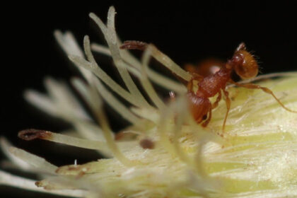 furnica electrica din america de sud se raspandeste in franta insecta poate provoca socuri anafilactice si daune majore 696677b3300a1