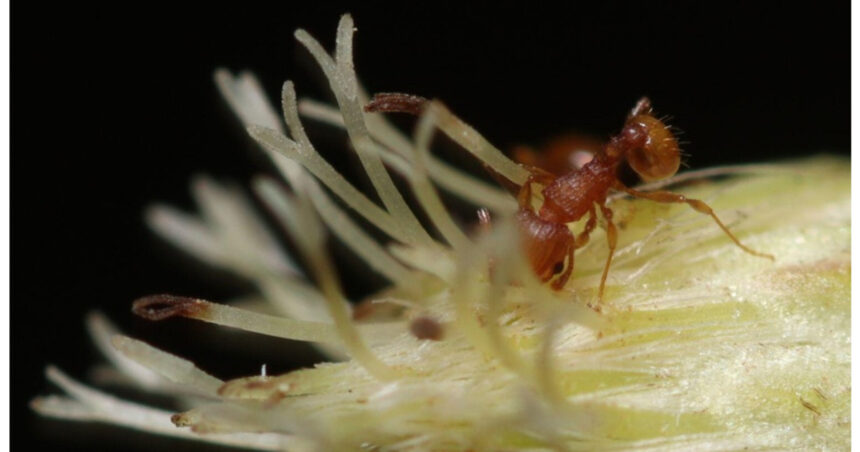 furnica electrica din america de sud se raspandeste in franta insecta poate provoca socuri anafilactice si daune majore 696677b3300a1