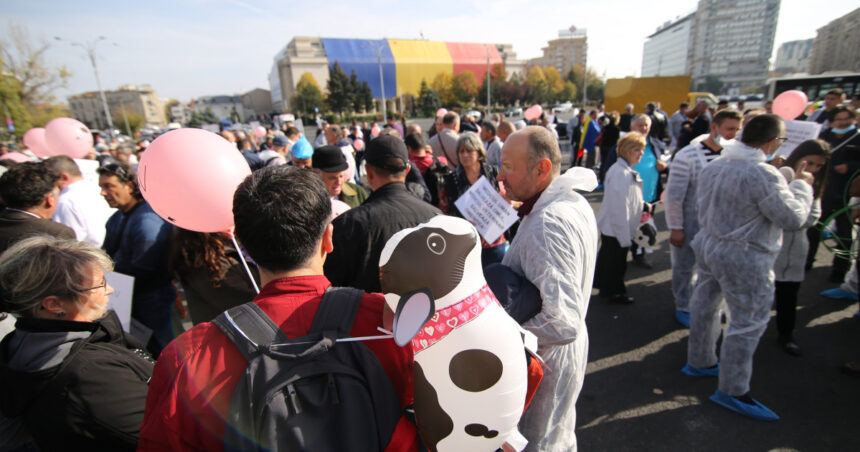 medicii veterinari protesteaza astazi in piata victoriei fata de reducerea finantarii serviciilor sanitar veterinare 69775f91edbaf