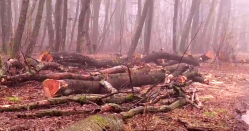 news alert dosar penal dupa defrisarile ilegale in padurea din baile felix prejudiciul in acest caz ajunge la 10 000 de lei 697a026ec7721