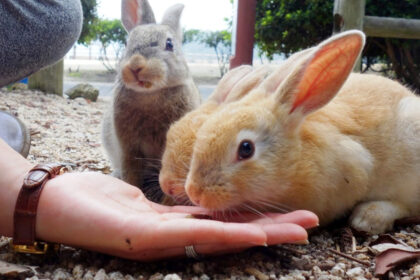 okunoshima cum a devenit o insula nelocuita un paradis al iepurilor si o destinatie turistica virala in japonia 6961defd4a3ad
