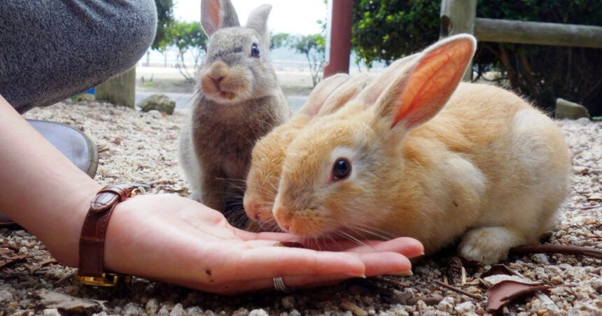okunoshima cum a devenit o insula nelocuita un paradis al iepurilor si o destinatie turistica virala in japonia 6961defd4a3ad